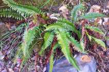 Polystichum imbricans