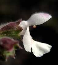 Stachys rigida var. quercetorum
