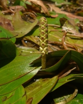 Potamogeton nodosus