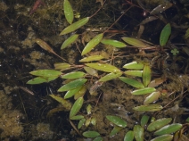 Potamogeton nodosus