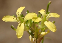 Sisymbrium altissimum