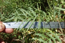 Sisymbrium altissimum
