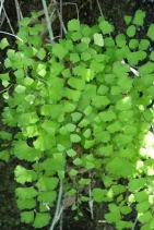Adiantum capillus-veneris