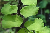 Adiantum capillus-veneris