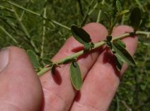 Ceanothus integerrimus var. integerrimus