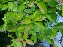 Cornus sessilis