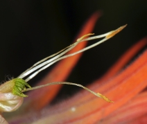 Castilleja miniata var. miniata