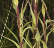 Castilleja miniata var. miniata