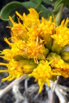Chrysothamnus viscidiflorus ssp. viscidiflorus