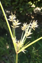 Cyperus esculentus