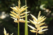 Cyperus esculentus