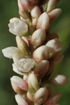 Persicaria lapathifolia
