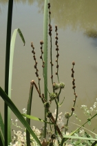 Sparganium eurycarpum