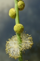 Sparganium eurycarpum