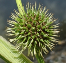 Sparganium eurycarpum