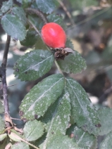 Rosa gymnocarpa var. gymnocarpa