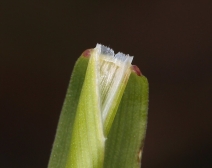 Hordeum brachyantherum