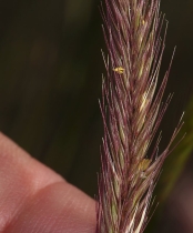 Hordeum brachyantherum ssp. brachyantherum