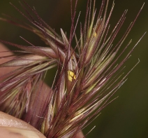 Hordeum brachyantherum