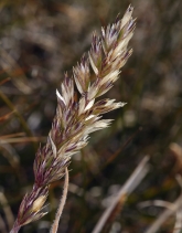 Koeleria macrantha