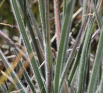 Koeleria macrantha