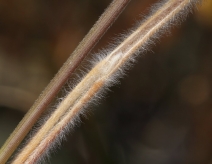Koeleria macrantha