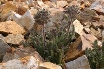 Polemonium chartaceum