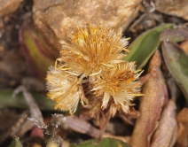 Solidago multiradiata
