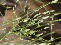 Stephanomeria pauciflora