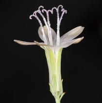 Stephanomeria pauciflora
