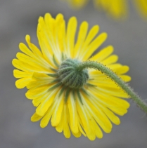 Madia elegans