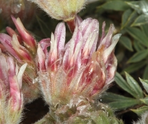 Trifolium andersonii