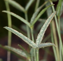 Trifolium kingii