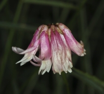 Trifolium kingii