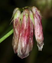 Trifolium kingii