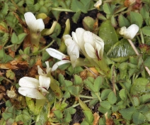 Trifolium monanthum ssp. monanthum