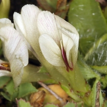 Trifolium monanthum