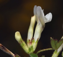 Trifolium monanthum