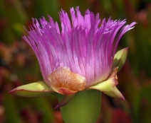Carpobrotus chilensis