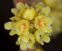 Rhus aromatica