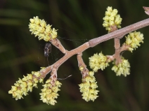 Rhus aromatica