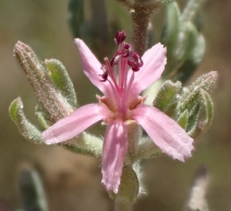 Frankenia salina