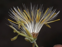 Anisocoma acaulis