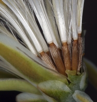 Anisocoma acaulis