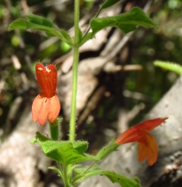 Clinopodium mimuloides