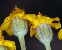 Eriophyllum lanatum