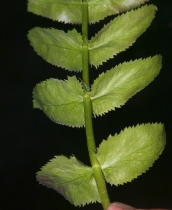 Berula erecta