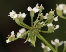 Berula erecta
