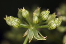 Berula erecta