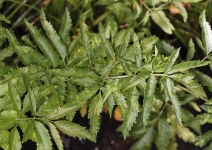 Cicuta maculata var. angustifolia